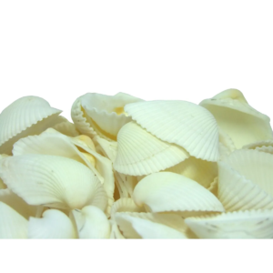 Assorted Shells 2.5 Litre Tub