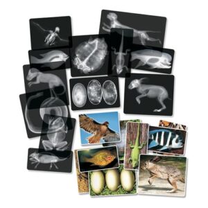 Animal X-Rays